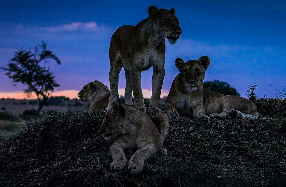Día de la Tierra: las series y películas más impactantes sobre el planeta para ver en Netflix