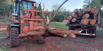 Tuvieron que extraer con tractor una mandioca gigante en Campo Viera