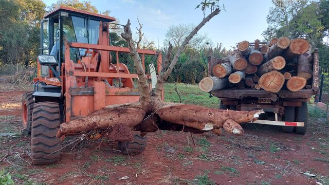 Tuvieron que extraer con tractor una mandioca gigante en Campo Viera