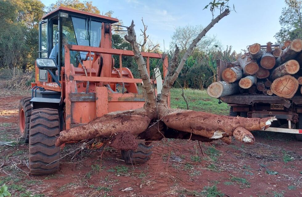 Tuvieron que extraer con tractor una mandioca gigante en Campo Viera