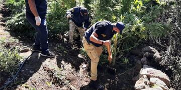 Hallaron unas 20 hectáreas de plantación de cannabis sativa en El Durazno.