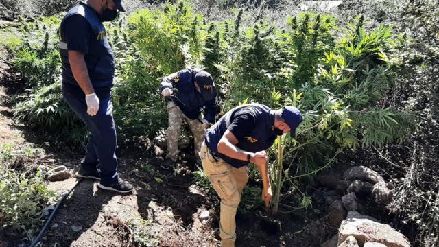 Hallaron unas 20 hectáreas de plantación de cannabis sativa en El Durazno.