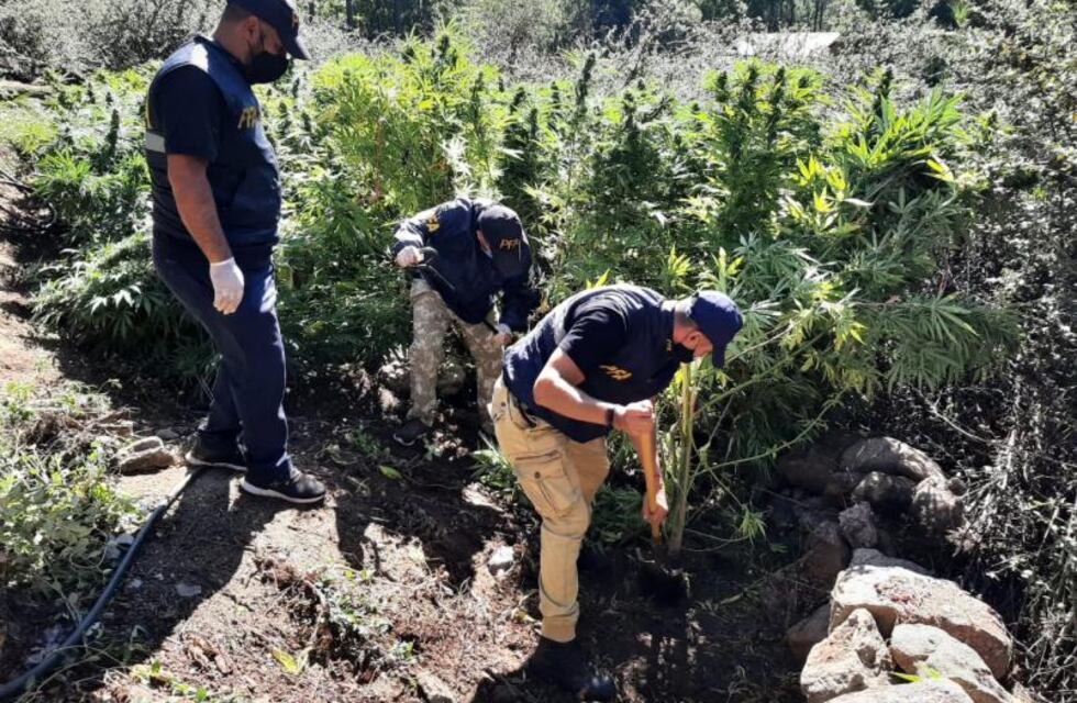 Hallaron una plantación de marihuana de unas 20 hectáreas en las sierras de Córdoba