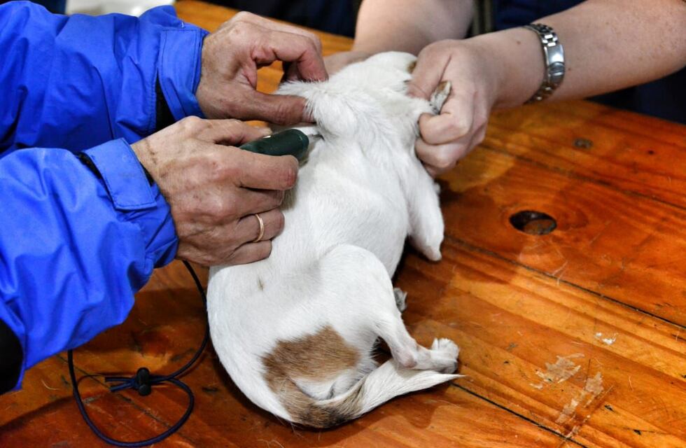 “Zoonosis más cerca” estará en el quincho de los formoseños