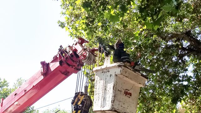 La Municipalidad de la Ciudad de Mendoza estableció el cronograma de trabajo para la semana que se inicia. Trabajará en el mantenimiento de la arboleda de los paseos públicos. Gentileza MCM