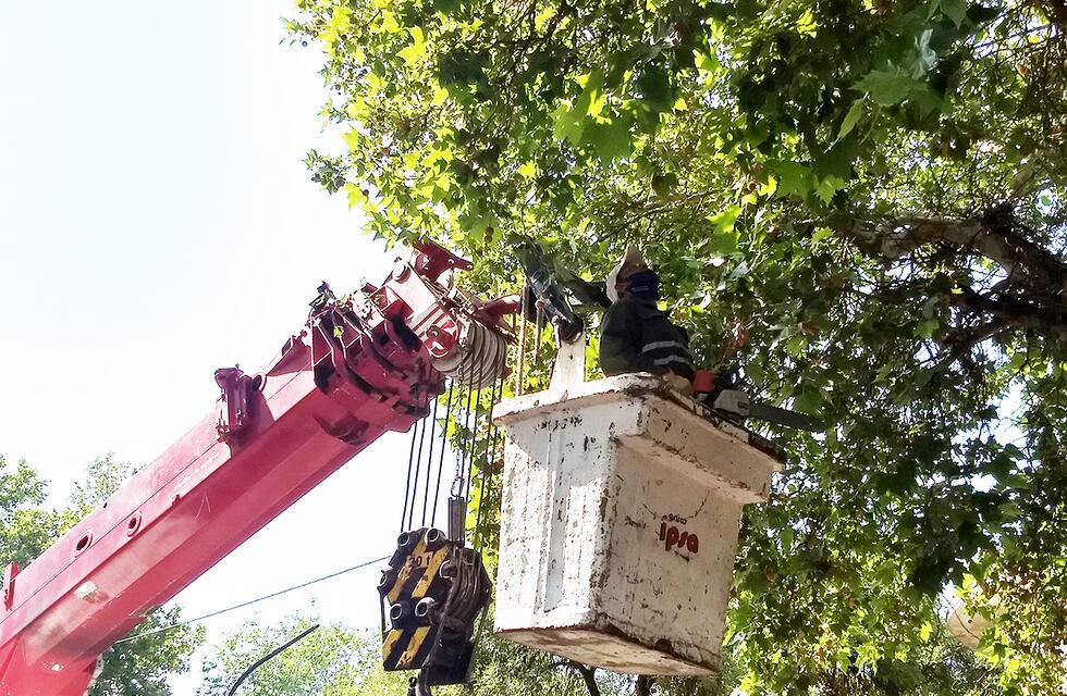 Tareas de mantenimiento del arbolado en los paseos de la Ciudad