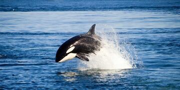 En marzo es la temporada de orcas y desde la Península Valdés lo festejan con algunas actividades.