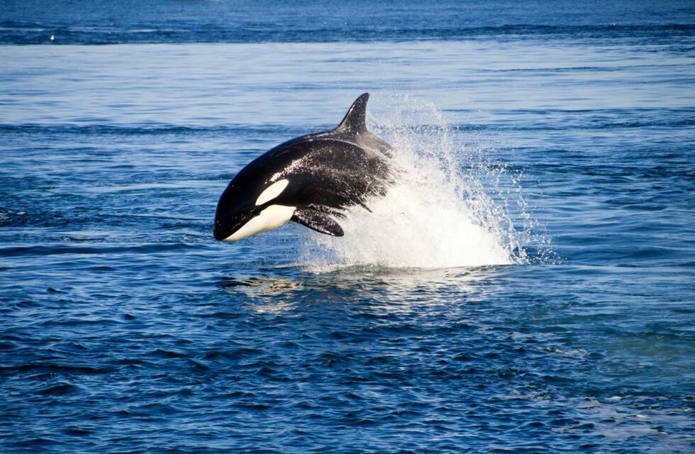Se acerca la temporada de orcas y en la Península Valdés lo festejan con diferentes actividades