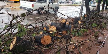 Las cuadrillas municipales trozaron el árbol que casi provoca una tragedia en avenida Sabattini.