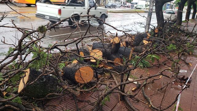 Las cuadrillas municipales trozaron el árbol que casi provoca una tragedia en avenida Sabattini.