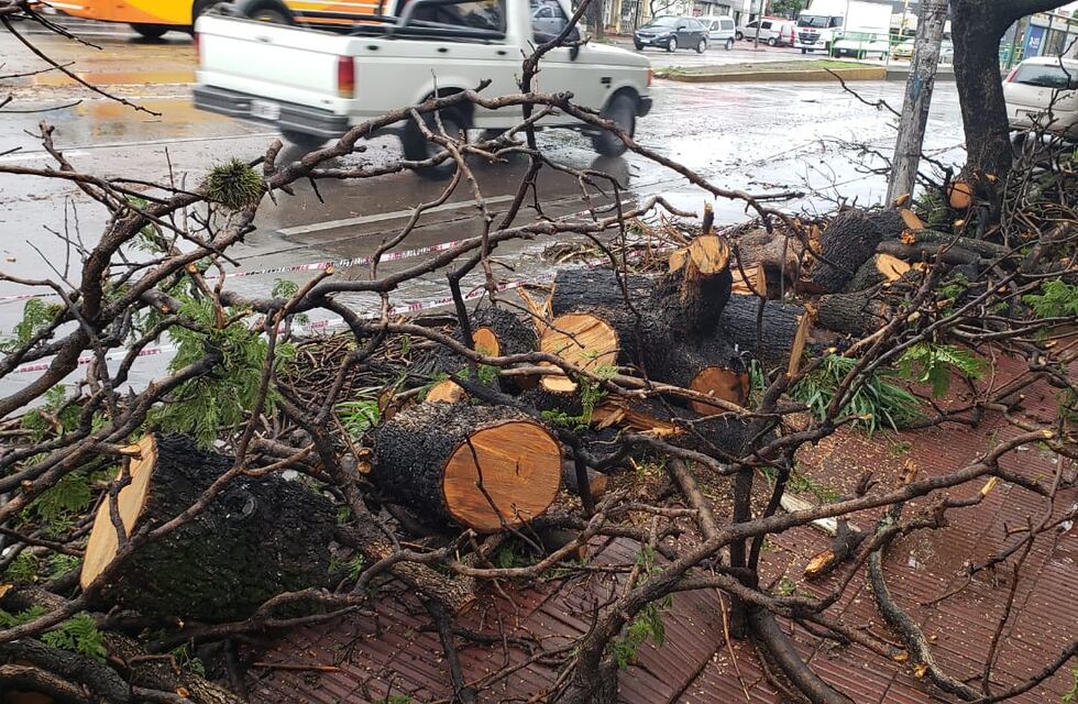 Un árbol casi provoca una tragedia en avenida Sabattini