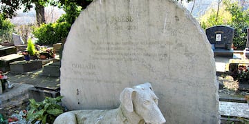 Quieren crear el primer cementerio para mascotas de Salta, (imagen ilustrativa)