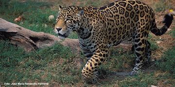 El hombre que cazó a un yaguareté ahora deberá pagar una enorme suma.