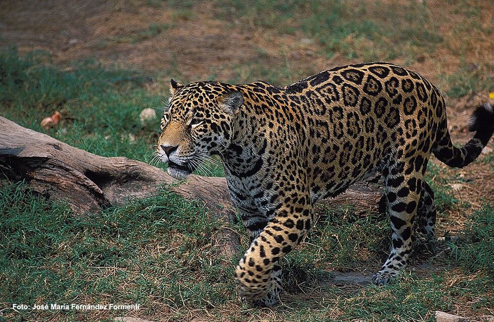Parques Nacionales exige a la Justicia que el hombre que cazó a un yaguareté en Formosa pague una fianza millonaria