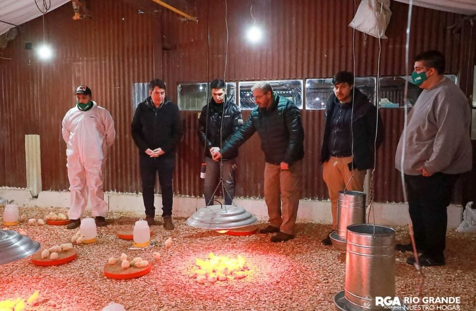 Río Grande pone en marcha la producción avícola