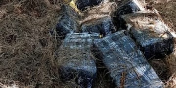Los 96 bultos estaban escondidos y distribuidos en una zona de plantaciones de pino.