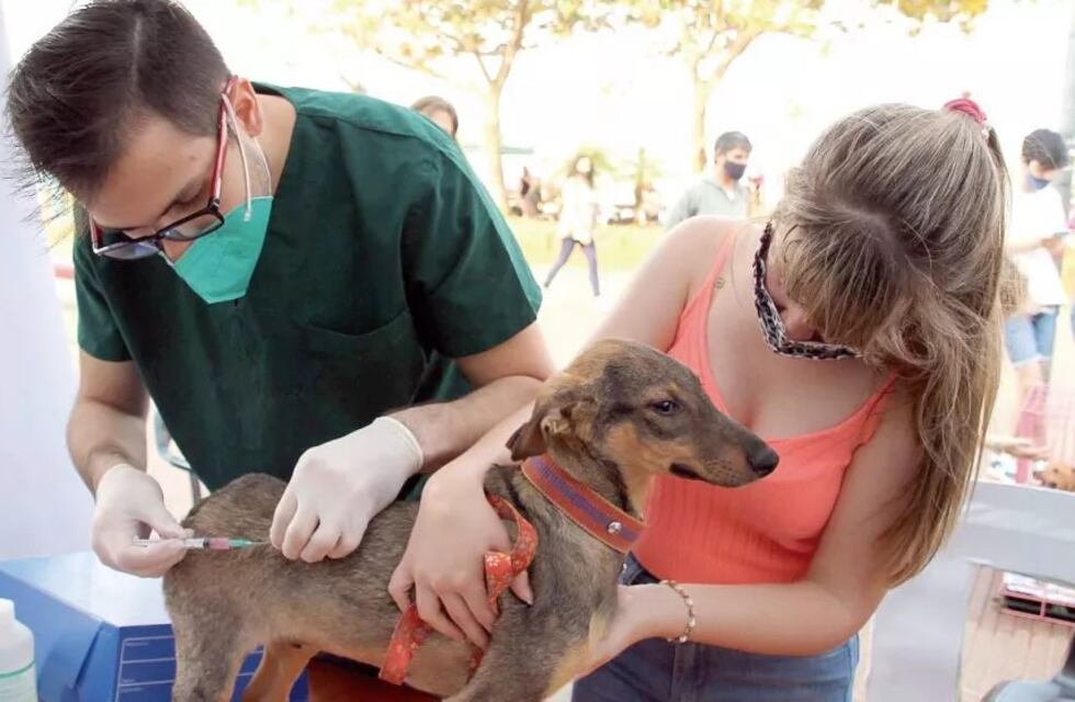 Realizarán operativos del Imusa en barrios de Posadas