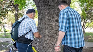 Maipú realiza endoterapia arbórea en sus espacios públicos