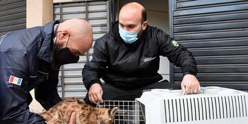 Sólo uno de los dos cachorros sobrevivió y fue trasladado a la Reserva Tatú Carreta. (Foto: Gobierno de Córdoba).