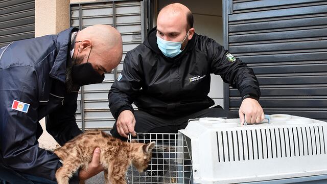 Sólo uno de los dos cachorros sobrevivió y fue trasladado a la Reserva Tatú Carreta. (Foto: Gobierno de Córdoba).