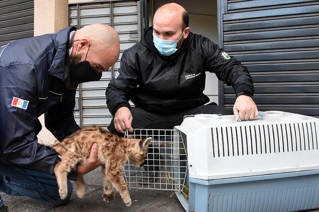 Sólo uno de los dos cachorros sobrevivió y fue trasladado a la Reserva Tatú Carreta. (Foto: Gobierno de Córdoba).