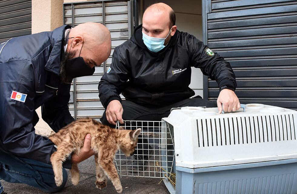 Rescataron a dos cachorros de pumas y sólo uno sobrevivió: fue trasladado a la Reserva Tatú Carreta