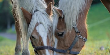 Existe una singular raza de caballo que aún vive en Río Negro. (Imagen ilustrativa).