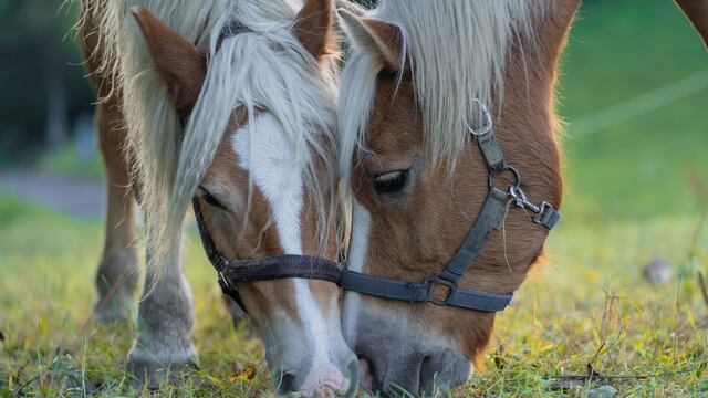 Existe una singular raza de caballo que aún vive en Río Negro. (Imagen ilustrativa).
