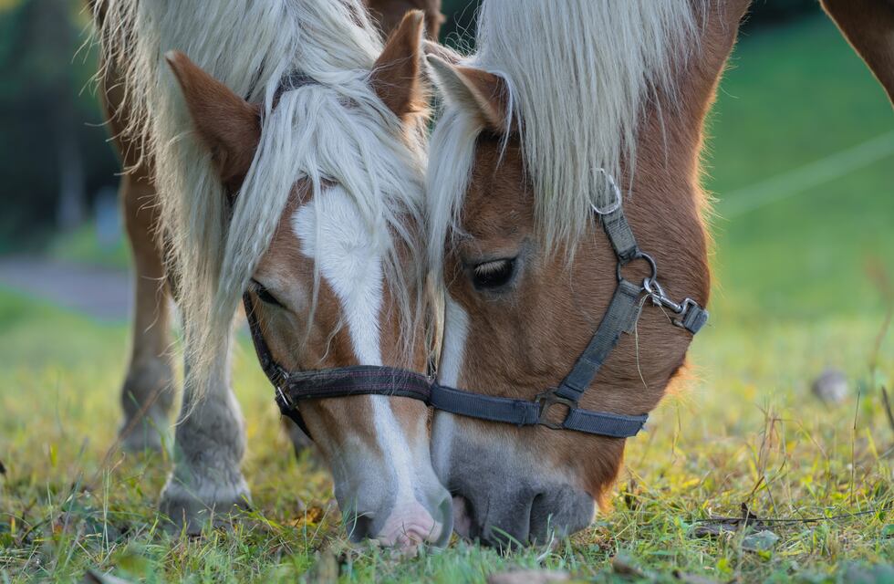 Conocé cuál es la singular raza de caballo que aún vive en Río Negro y se creía extinta