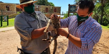 Zorrito es puesto en libertad en el Parque San Carlos.