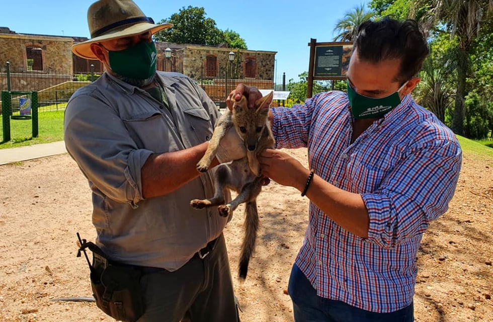 Un zorrito fue liberado luego de convivir un tiempo con una familia concordiense