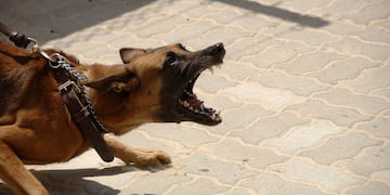 El can dejó internada a la nena en grave estado