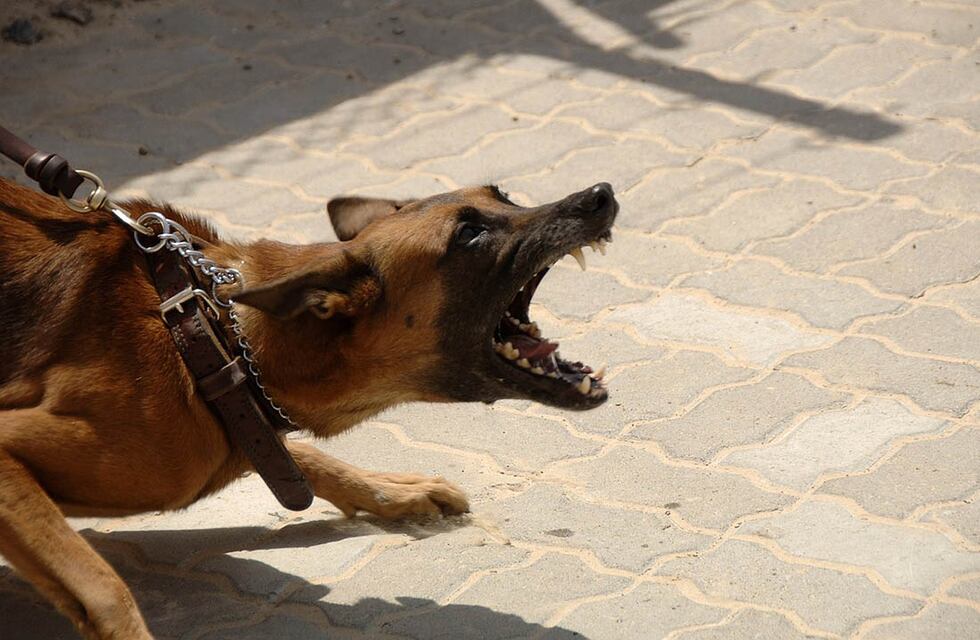 Un perro mordió a una beba en la cabeza y la dejó gravemente herida en Santa Fe