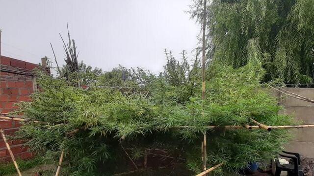 Planta gigante de marihuana encontrada en San Lorenzo