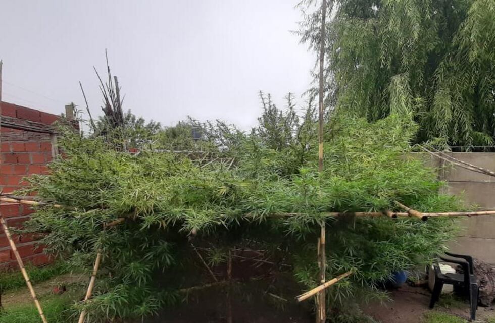 Un allanamiento por armas terminó con el hallazgo de una planta de marihuana gigante