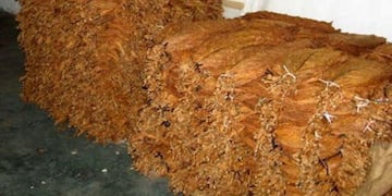 Tabacaleros recibirán hoy el pago de más de $1.100 millones del Fondo Especial del Tabaco