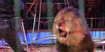 El angustiante momento en que dos leones que escaparon durante la función de un circo | Imagen de referencia.