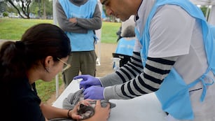 Vacunación gratuita en Córdoba. (Pedro Castillo / La Voz)