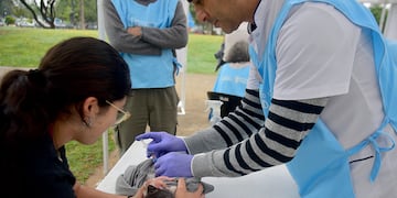 Vacunación gratuita en Córdoba. (Pedro Castillo / La Voz)