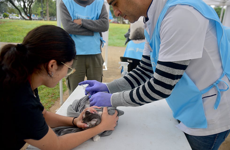 Vacunación gratuita para mascotas durante diciembre: dónde será en Córdoba