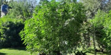 Las plantas crecían sanas y vigorosas en el patio de un vecino de barrio San Roque.