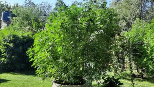 Las plantas crecían sanas y vigorosas en el patio de un vecino de barrio San Roque.