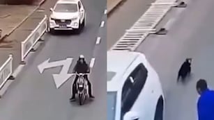 El perro conductor quedó grabado en las cámaras.