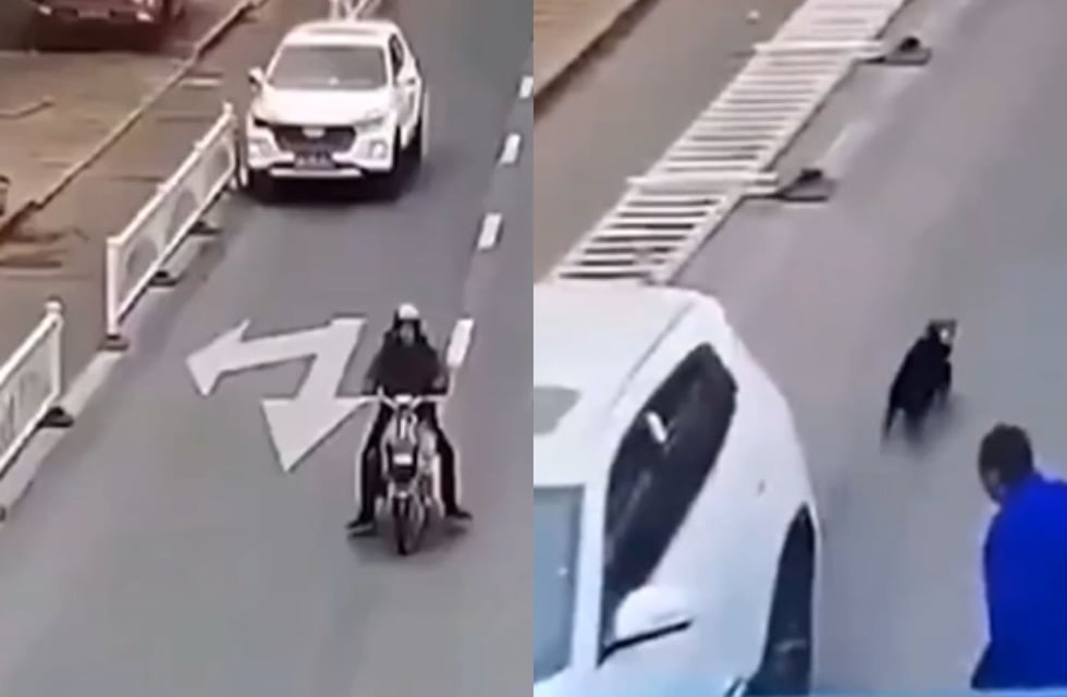 Insólito, pero real: un perro conduce un auto en plena autopista y el video es una locura viral