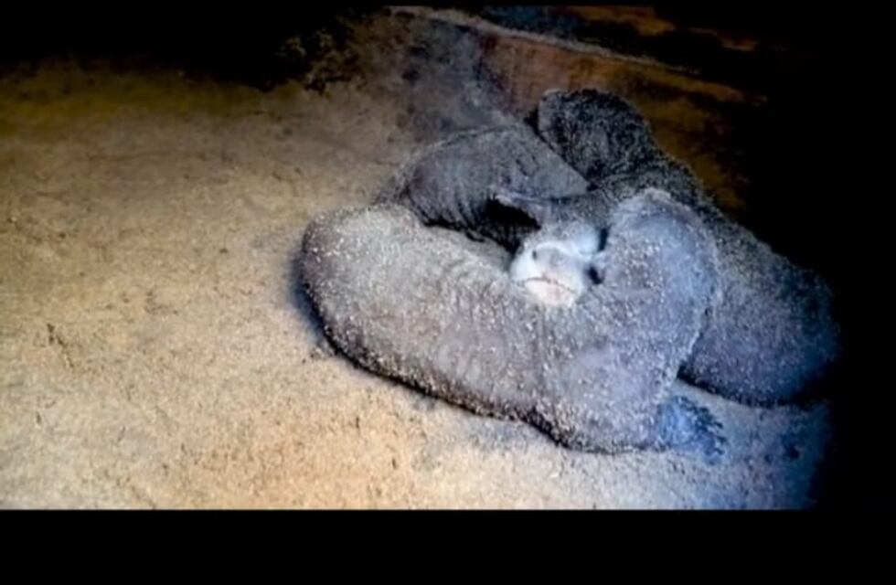Los primeros cachorros de Nutria Grande cumplieron su primer mes de vida en los Esteros del Iberá