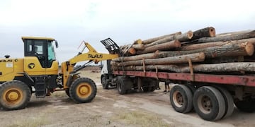 La producción foresto industrial es uno de los rubros alcanzados por los beneficios de fomento contemplados en el Régimen de Incentivos a las Grandes Inversiones (RIGI).
