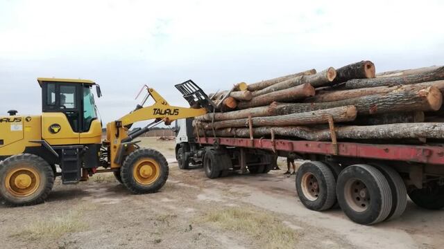 La producción foresto industrial es uno de los rubros alcanzados por los beneficios de fomento contemplados en el Régimen de Incentivos a las Grandes Inversiones (RIGI).