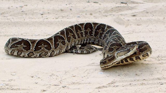 Un nene de 7 años fue mordido por una yarará en la costanera de Santa Fe (Foto: Wikipedia - imagen ilustrativa).