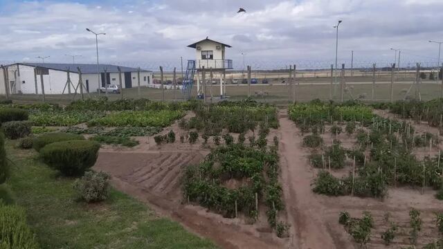 En la cárcel de Saavedra se producen 6 mil kilos de hortalizas por mes
