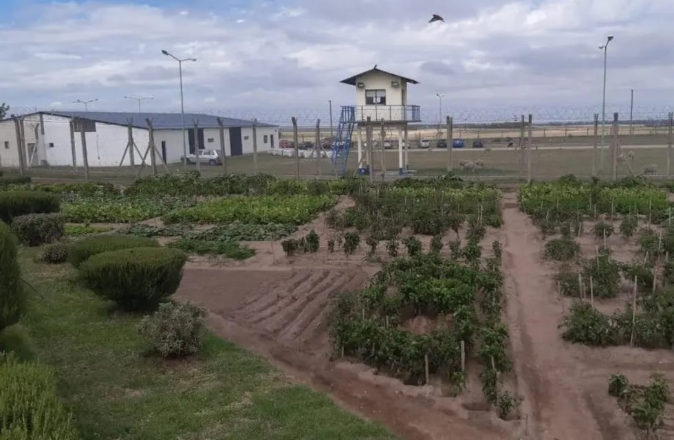 En la cárcel de Saavedra se producen 6 mil kilos de hortalizas por mes